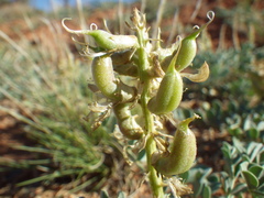 Astragalus oreganus