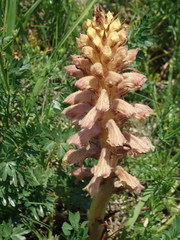 Orobanche bartlingii