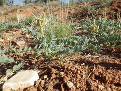 Astragalus oreganus