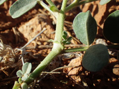 Astragalus oreganus