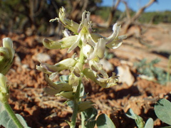 Astragalus oreganus