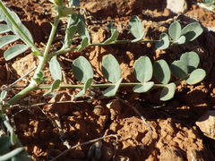 Astragalus oreganus