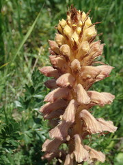 Orobanche bartlingii