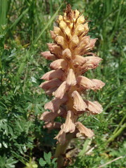 Orobanche bartlingii