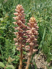 Orobanche bartlingii
