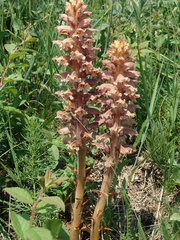 Orobanche bartlingii