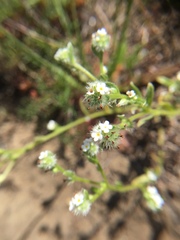 Cryptantha leiocarpa