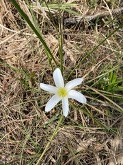 Zephyranthes candida
