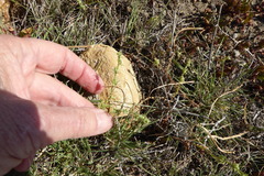 Harpagonella palmeri