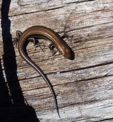 Pseudemoia pagenstecheri