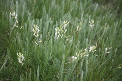 Astragalus pallescens