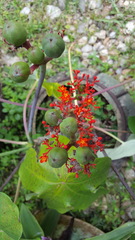 Jatropha podagrica