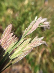 Bromus maritimus