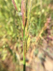 Bromus maritimus