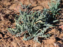 Matthiola parviflora