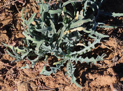 Matthiola parviflora
