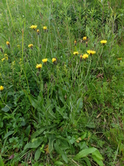 Crepis conyzifolia
