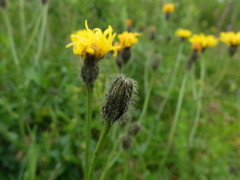 Crepis conyzifolia