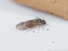 Peripsocus subfasciatus