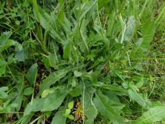 Crepis conyzifolia