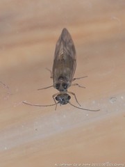 Peripsocus subfasciatus