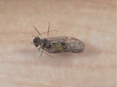 Peripsocus subfasciatus