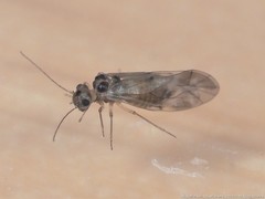 Peripsocus subfasciatus