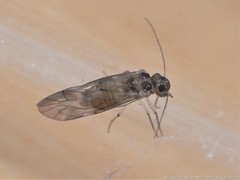 Peripsocus subfasciatus