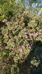 Leucophyllum frutescens