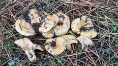 Lactarius semisanguifluus