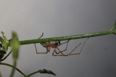 Cheiracanthium furculatum