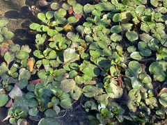 Ludwigia repens