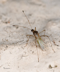 Gampsocoris punctipes