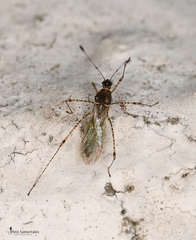 Gampsocoris punctipes