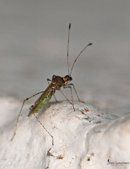 Gampsocoris punctipes