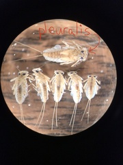 Epeorus fragilis