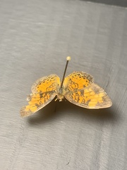 Lepidoptera