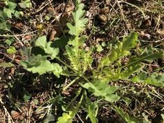 Engelmannia peristenia