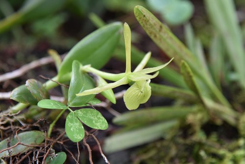 Epidendrum platychilum Schltr. 2