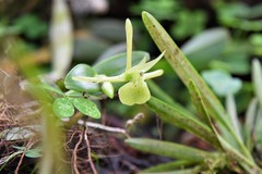 Epidendrum platychilum