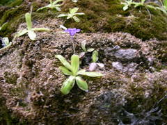 Pinguicula caussensis