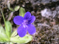 Pinguicula caussensis