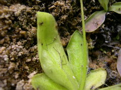 Pinguicula caussensis