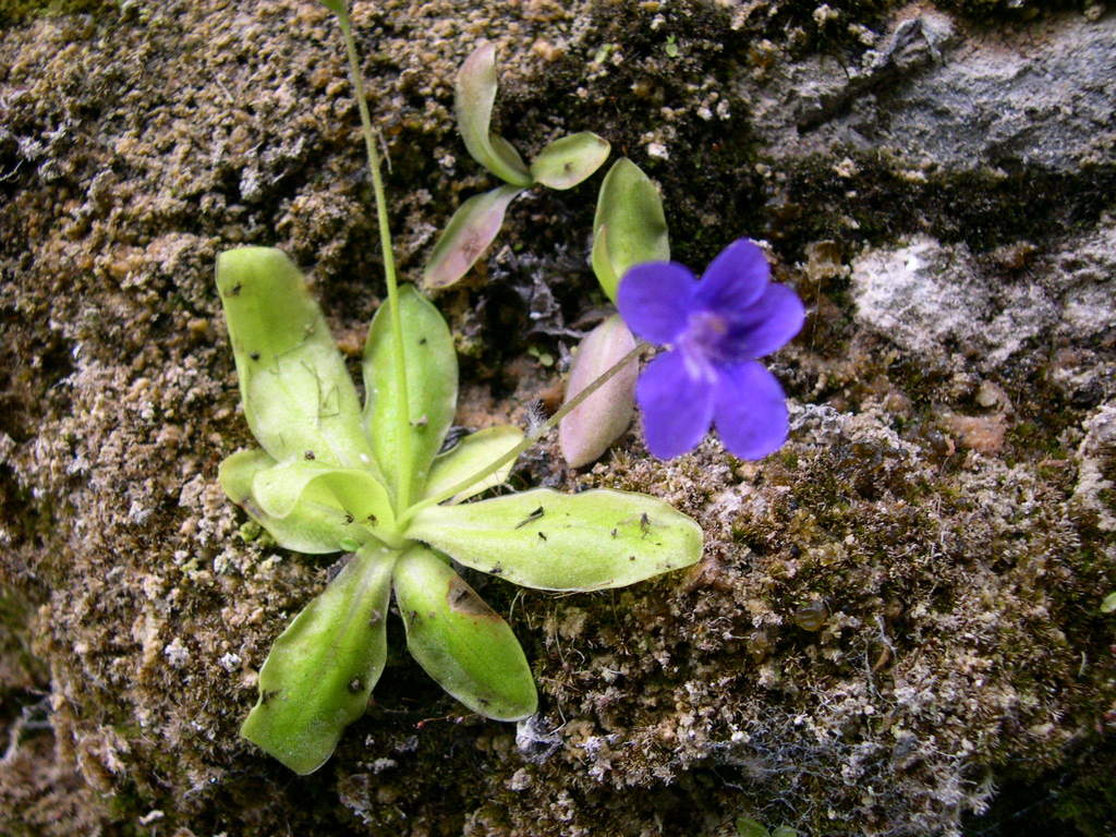 Pinguicula caussensis