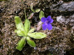 Pinguicula caussensis