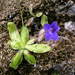 Pinguicula caussensis - Photo (c) Sébastien SANT, some rights reserved (CC BY-NC), uploaded by Sébastien SANT