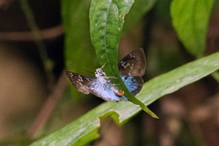 Quadrus cerialis
