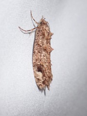 Lysiphragma epixyla