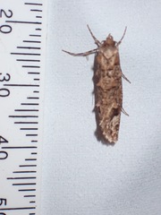 Lysiphragma epixyla