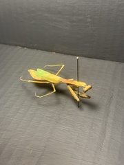 Mantodea
